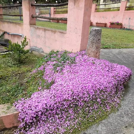 Bithia *